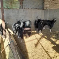 بره بزغاله|حیوانات مزرعه|پیشوا, |دیوار