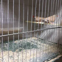 فنچ .کرواتی نرگسی .بنگالی|پرنده|قزوین, |دیوار