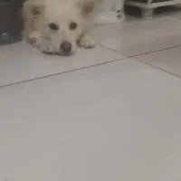 سگ اشپیتنز|سگ|مرودشت, ژیان|دیوار