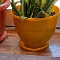 گل سانسوریا|گل و گیاه طبیعی|رشت, توشیبا|دیوار