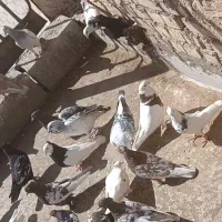 35تا کفترت نقش|پرنده|یزد, |دیوار