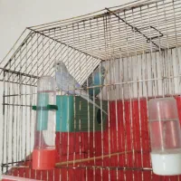 پرنده