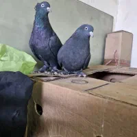 ۳جفت کبوتر اصفهانی پور یک