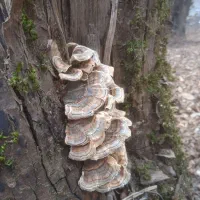 قارچ ترکی تیل بوقلمون|خوردنی و آشامیدنی|تهران, ظفر|دیوار