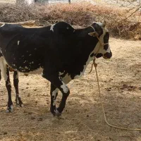 فروش بز،غوچ،نرگاو|حیوانات مزرعه|توکهور, |دیوار