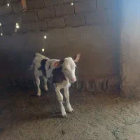 گاو با گوساله|حیوانات مزرعه|باشتین, |دیوار