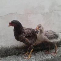 خروس‌ومرغ‌ وغاز|حیوانات مزرعه|چالوس, |دیوار