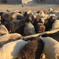 بره نر چیده شده ودارو شده سبک پای پروار