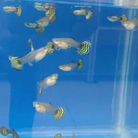 اکواریوم و ماهی گیاه خار