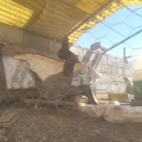 مرغ و خروس گیلین|حیوانات مزرعه|داران, |دیوار