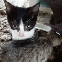 واگذاری گربه