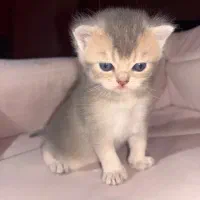 گربه|گربه|رشت, گلسار|دیوار