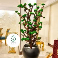 درخت جاودان به قیمت تولیدی و ضمانت ۱۰ سال|گل و گیاه طبیعی|تهران, آهنگ|دیوار