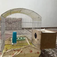 جفت عروس هلندی همراه با 3 تخم قفس لانه ویلایی