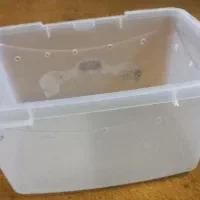 باکس حلزون|لوازم جانبی حیوانات|قم, حاج زینل|دیوار