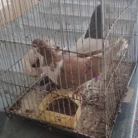 کفتر سینه سیاه کفتر ساده زرد جفت ماده