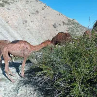 بچه شتر و بزغاله|حیوانات مزرعه|دماوند, دماوند|دیوار