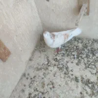 کفتر یا کبوتر