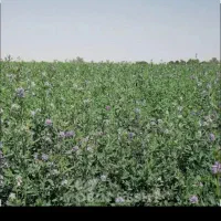یونجه خشک و پرگل