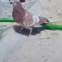 کبوتر فروشی