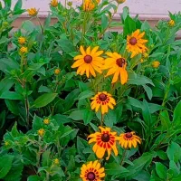 انجام کلیه امورات باغ و باغچه
