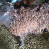 بره نرسبک۲عدد