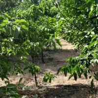 ۱۹۰۰ متر باغ ابتدای کمربندی کنگاور ،زیر قیمت ایران|فروش دفتر صنعتی، کشاورزی، تجاری|کنگاور, |دیوار