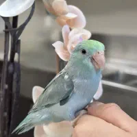جوجه طوطی سرلاکی پروتلت