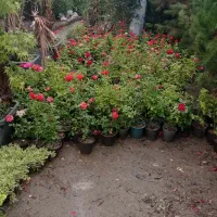 گل کاری تعویض گلدان مرتب کردن باغچه حیاط|خدمات باغبانی و درختکاری|مشهد, کشاورز|دیوار