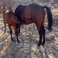 مادیون وکره ویک اسب|اسب و تجهیزات اسبسواری|خرمآباد, |دیوار