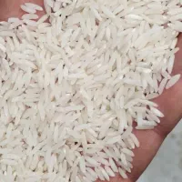 برنج شیرودی
