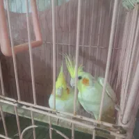 عروس هلندی جفت مولد