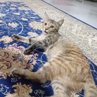 واگذاری گربه رایگان