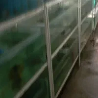 نیرو برای کارگاه پرورش ماهیان زینتی|استخدام صنعتی، فنی، مهندسی|تربت جام, پاسداران|دیوار