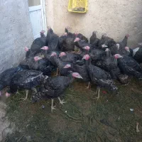 آماده پروار شدن|حیوانات مزرعه|رزن, |دیوار