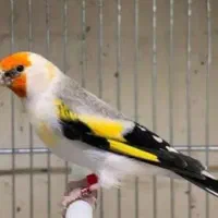 پذیرش پرندگان واگذاری قناری سهره فنچ پرنده