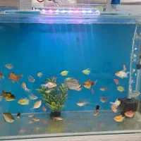 آکواریوم شرکتی  وماهی