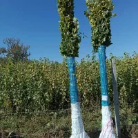 فروش نهال صنوبر تمرکز بر رشد سریع و سود آوری|خدمات باغبانی و درختکاری|رشت, نظری|دیوار