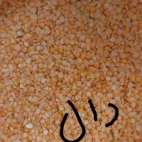 حبوبات لوبیا چیتی عدس ونخود برنج چای باقیمت مناسب|خوردنی و آشامیدنی|اهواز, نادری|دیوار