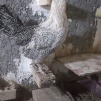 ۱عدد مرغ نژاد دار ۶۰۰ تومان ۱عدد مرغ جنگلی ۴۵۰|حیوانات مزرعه|مشهد, سجادیه|دیوار