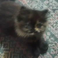 پرشین|گربه|بندرعباس, |دیوار