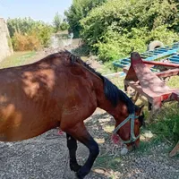 اسب سالم بارکش
