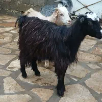 ۳راس بزغاله نر|حیوانات مزرعه|سنندج, |دیوار