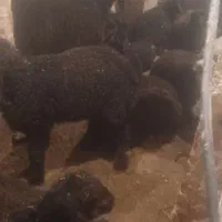 بره|حیوانات مزرعه|مرودشت, محمد آباد|دیوار