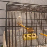 قناری (یک جفت) بخون و آماده