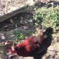 خروس گلین لری و مرندی و محلی و انواع دیگر|حیوانات مزرعه|لاهیجان, لفمجان|دیوار