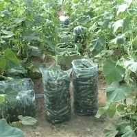 ۸هکتار زمین کشاورزی آبی