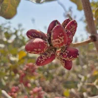 دستیار پروژه، پایان نامه، مقاله