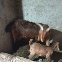 فروش میش و بز|حیوانات مزرعه|سمنان, |دیوار