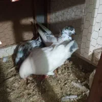 کبوتر|پرنده|آمل, |دیوار